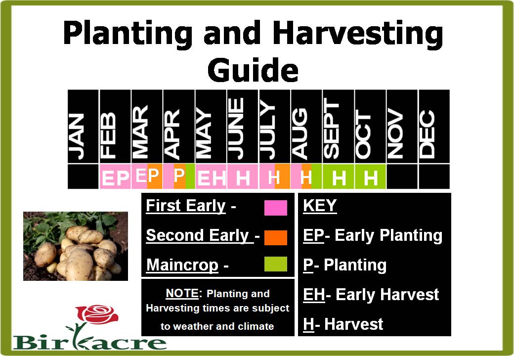 Get ready to plant the first of this season’s potatoes Birkacre